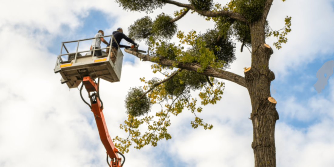 Arborists at work: Precision tree trimming services in Joplin, Missouri for healthier trees