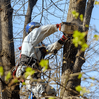 Enhance your outdoor space with our tree service - Professional tree trimming in Joplin, MO