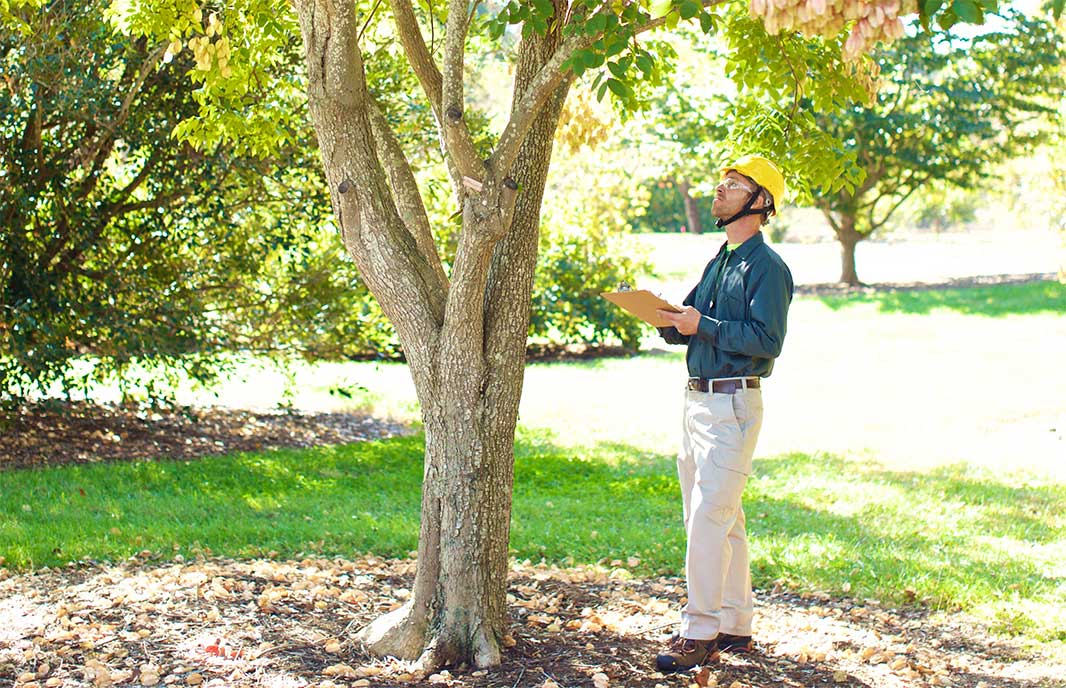 Experienced tree removal specialists serving Joplin, MO - Your go-to for expert tree care