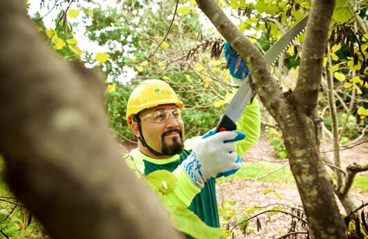 Experienced tree trimming specialists serving Joplin, MO - Your go-to for expert tree care