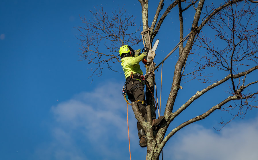 Arborists at work: Precision tree trimming services in Joplin, Missouri for healthier trees