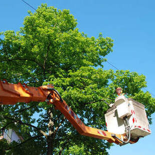 Local tree service company in Joplin, MO - Comprehensive tree trimming solutions for your needs.