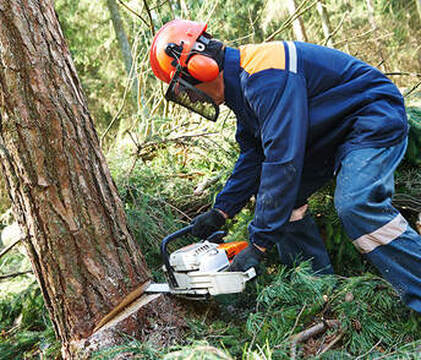 Your local choice for tree removal in Joplin, MO - Trust our experienced tree service professionals.