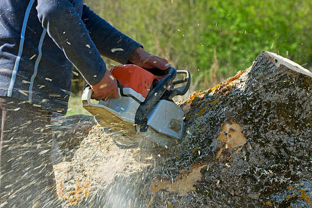 Experienced tree removal specialists serving Joplin, MO - Your go-to for expert tree care.