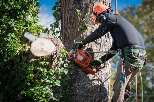 Arborists at work: Precision tree removal services in Joplin, Missouri for a healthier landscape
