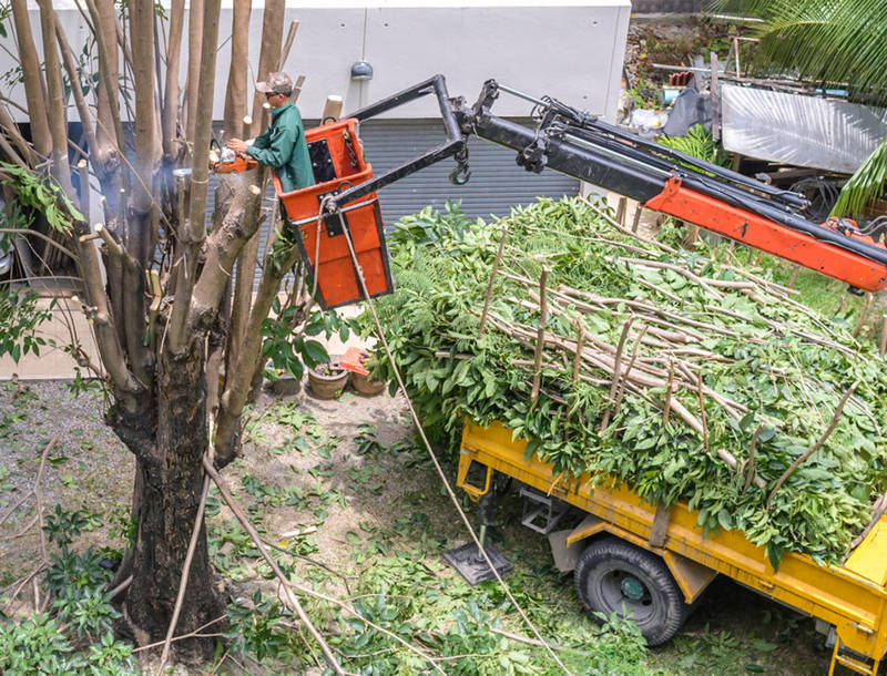 Your local choice for tree removal in Joplin, MO - Trust our experienced tree service professionals