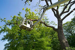 Certified tree trimming experts in Joplin, MO - Enhance your landscape with our professional care
